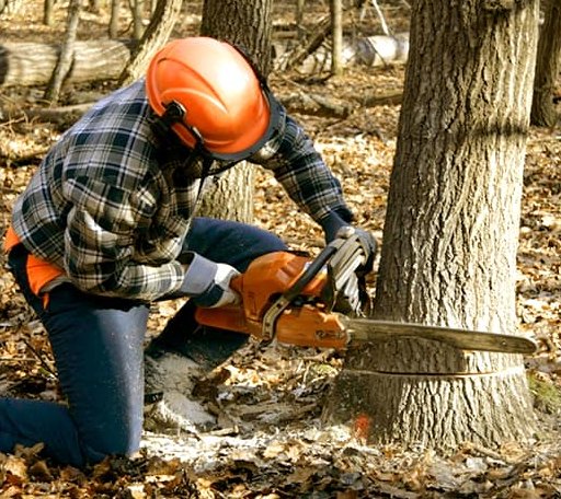 Tree Removal in Daggett, MI